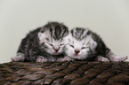 newborn british shorthair kittens