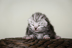 newborn british shorthair kitten