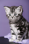 British Shorthair Kitten