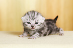 British Shorthait Kitten