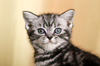 British Shorthair kitten