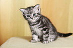 British Shorthair kitten