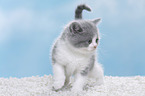 British Shorthair Kitten