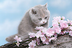 British Shorthair Kitten