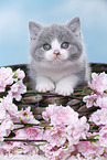 British Shorthair Kitten