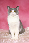 sitting British Shorthair