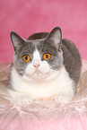 lying British Shorthair