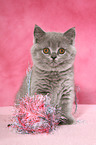 British Shorthair Kitten