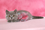 British Shorthair Kitten