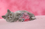 British Shorthair Kitten