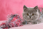 British Shorthair Kitten