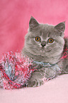 British Shorthair Kitten