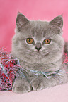 British Shorthair Kitten