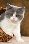 British Shorthair Kitten