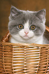 British Shorthair Kitten