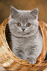 British Shorthair Kitten