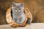 British Shorthair Kitten