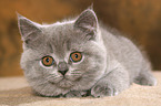 British Shorthair Kitten