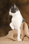 sitting British Shorthair