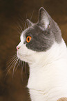 British Shorthair Portrait