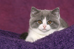 British Shorthair Kitten