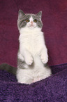 British Shorthair Kitten