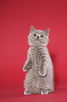 British Shorthair Kitten