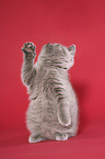 British Shorthair Kitten