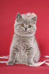 British Shorthair Kitten