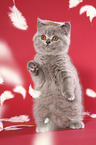 British Shorthair Kitten