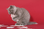 British Shorthair Kitten