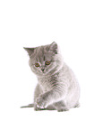 British Shorthair Kitten