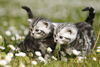 British Shorthair Kitten in the countryside