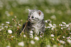 British Shorthair Kitten in the countryside