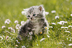 British Shorthair Kitten in the countryside