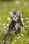 British Shorthair Kitten in the countryside