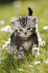 British Shorthair Kitten in the countryside