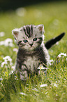 British Shorthair Kitten in the countryside