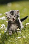 British Shorthair Kitten in the countryside