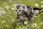 British Shorthair Kitten in the countryside