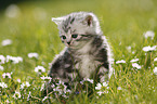 British Shorthair Kitten in the countryside