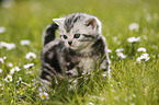 British Shorthair Kitten in the countryside