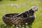 British Shorthair Kitten in the countryside