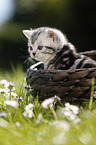 British Shorthair Kitten in the countryside