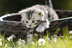 British Shorthair Kitten in the countryside