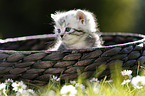 British Shorthair Kitten in the countryside