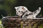 British Shorthair Kitten in the countryside