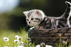 British Shorthair Kitten in the countryside