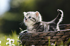 British Shorthair Kitten in the countryside