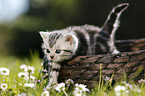 British Shorthair Kitten in the countryside